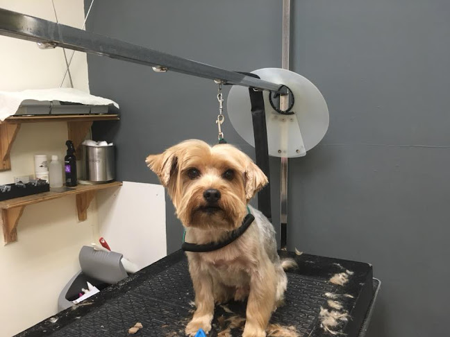 Four Paws Dog Grooming - Liverpool