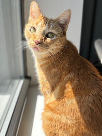 Chicago Pet Sitters - Photo 7 - Car repair in , Chicago