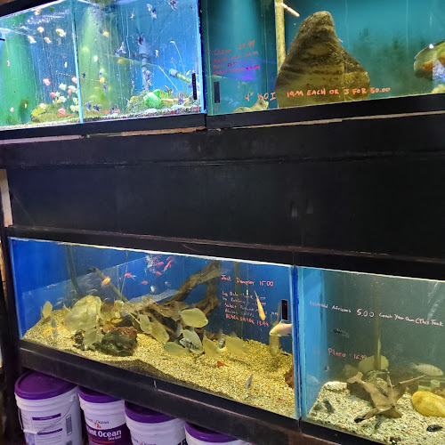 Tropical Fish Imports