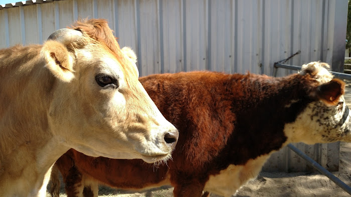  near Travelodge by Wyndham Sylmar CA