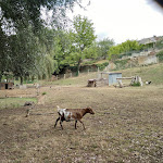 Photo n° 5 de l'avis de Claire.a fait le 14/08/2020 à 16:05 pour Enclos de chèvre à Ainay-le-Château