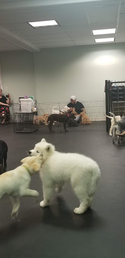 Pet Supply Store «Dogology», reviews and photos, 166 Albany Turnpike, Canton, CT 06019, USA