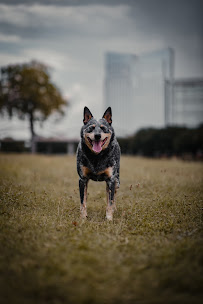Modern Dog Training Co. - Photo 3 - Car repair in , Lubbock
