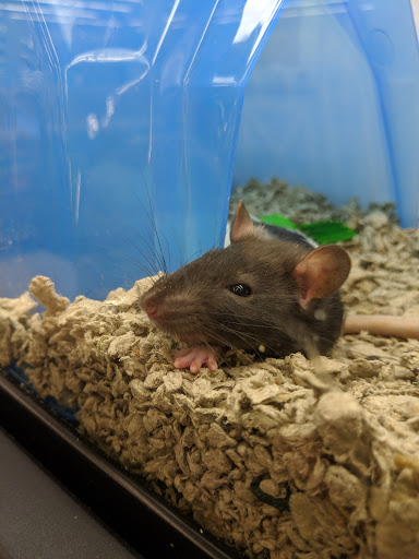 Pet Supply Store «Petco Animal Supplies», reviews and photos, 5177 Eldorado Pkwy, Frisco, TX 75033, USA