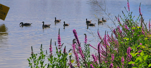 Park «Grandville Gude Park», reviews and photos, 8300 Mulberry St, Laurel, MD 20707, USA