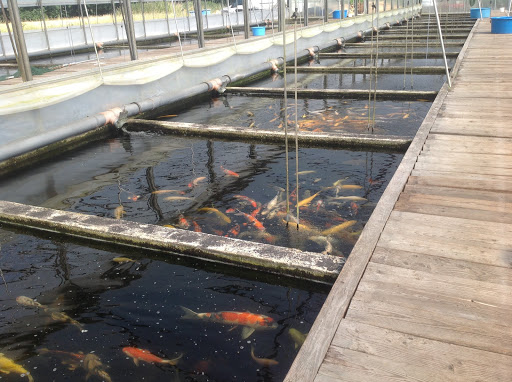O-fisch GmbH unter Oberhausen, 