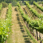 Photo n°1 de l'avis de Rene.o fait le 24/06/2021 à 04:15 sur le  Divinorum Wine Bar à San Gimignano