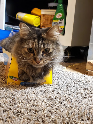 Discount Store «Dollar General», reviews and photos, 9814 NY-96, Trumansburg, NY 14886, USA