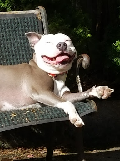 Pet Store «Rainbow Pet Supplies», reviews and photos, 3940 58th St, Woodside, NY 11377, USA