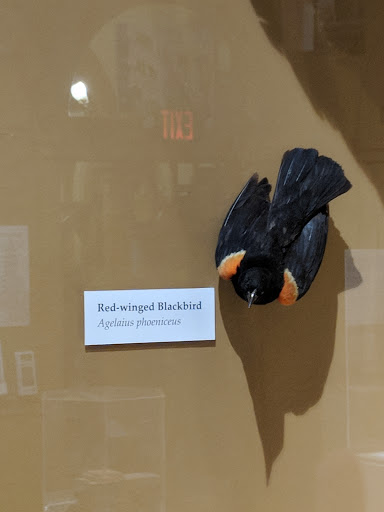 Natural History Museum «Museum of Natural History and Planetarium», reviews and photos, 1000 Elmwood Ave, Providence, RI 02907, USA