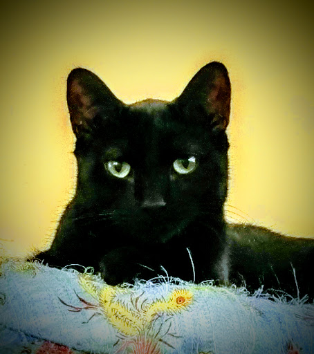 Pet Supply Store «Pet Supplies Plus», reviews and photos, 126 E Main St, Smithtown, NY 11787, USA