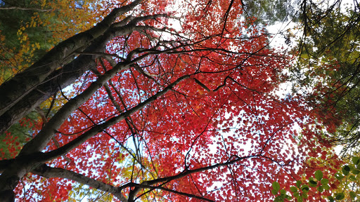 State Park «West Rock Ridge State Park», reviews and photos, 1134 Wintergreen Ave, New Haven, CT 06514, USA