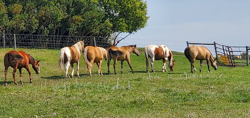 Schieck Livestock & SNS Horse Training