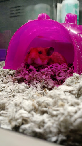 Pet Supply Store «PetSmart», reviews and photos, 208 Mariner Way, Biddeford, ME 04005, USA