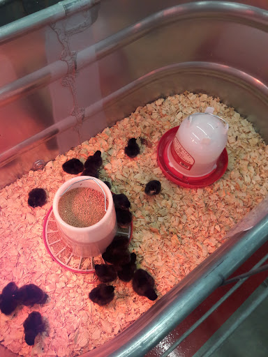 Home Improvement Store «Tractor Supply Co.», reviews and photos, 890 State Rte 415, Osteen, FL 32764, USA