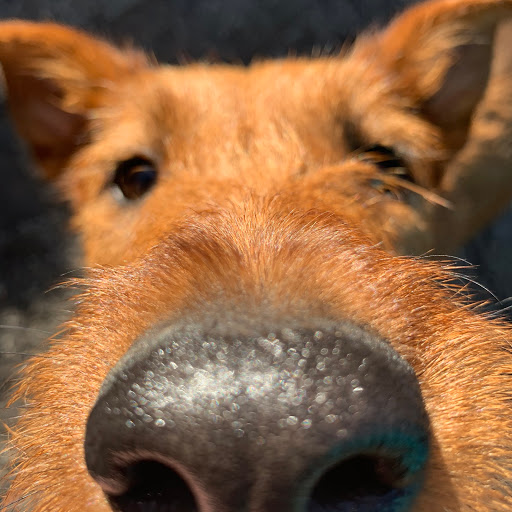 Pet Groomer «Doggie Style Bowtique», reviews and photos, 1713 Westport Rd, Kansas City, MO 64111, USA