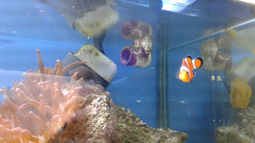 Tropical Fish Store «Fishy Business», reviews and photos, 911 E Church St, Lexington, TN 38351, USA