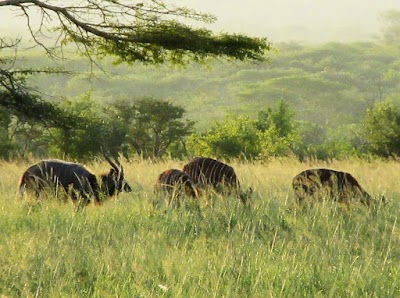 Photos of Chumbi Bush House