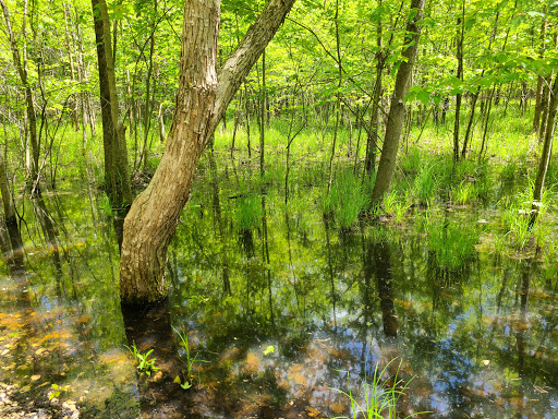 Nature Preserve «Beanblossom Bottoms Nature Preserve - Sycamore Land Trust», reviews and photos, N Woodall Rd, Ellettsville, IN 47429, USA