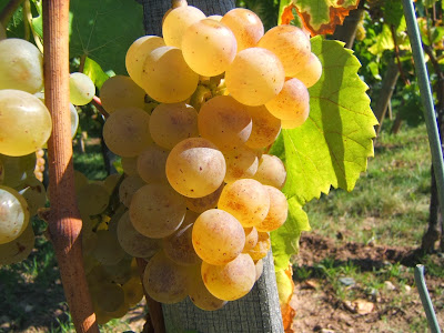 Weinzorn Jean-Bernard à Niedermorschwihr