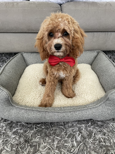 Pet Groomer «Furry Tails Pet Grooming», reviews and photos, 865 Cypress Pkwy, Poinciana, FL 34759, USA