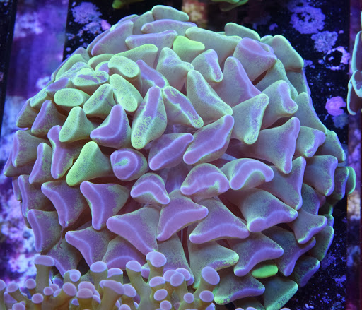 Aquarium «VIP Reef Aquarium», reviews and photos, 16300 SW 137th Ave #121, Miami, FL 33177, USA