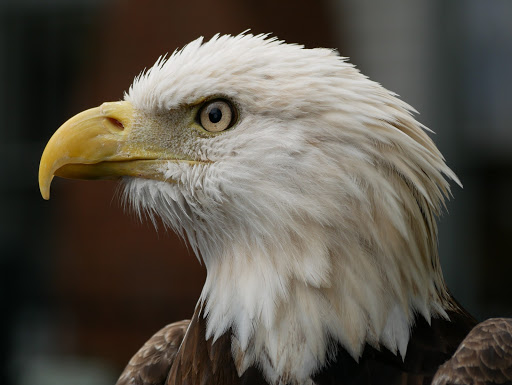 Zoo «Audubon Center for Birds of Prey», reviews and photos, 1101 Audubon Way, Maitland, FL 32751, USA