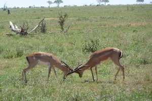 Safari Kenya image