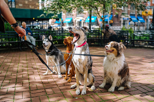 Dog Walker «Lucky Dog Pet Care», reviews and photos, 2420 Stevens Ave, Minneapolis, MN 55404, USA