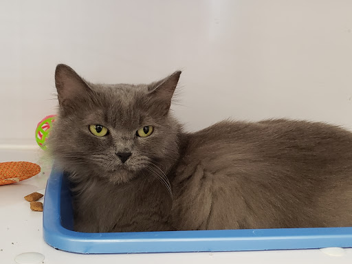 Pet Supply Store «Pet Supplies Plus», reviews and photos, 1258 Northlake Blvd, Lake Park, FL 33403, USA