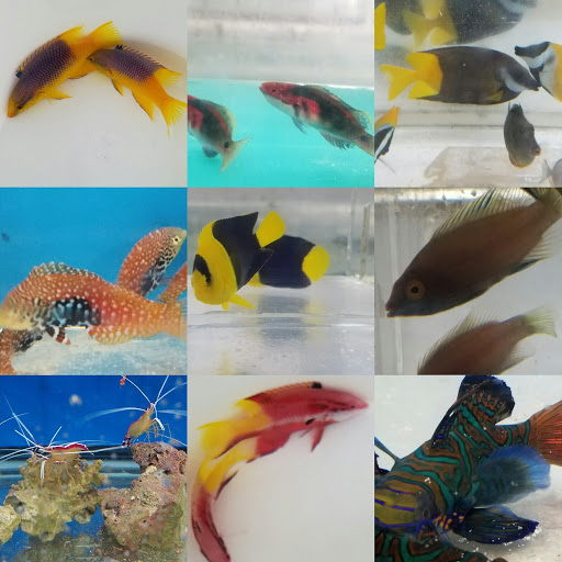 Pet Store «Tanks A Lot Aquariums», reviews and photos, 6680 Lantana Rd, Lake Worth, FL 33467, USA