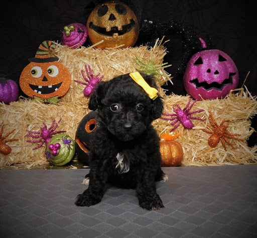 Pet Store «Pet Planet», reviews and photos, 11968 S Redwood Rd, Riverton, UT 84065, USA