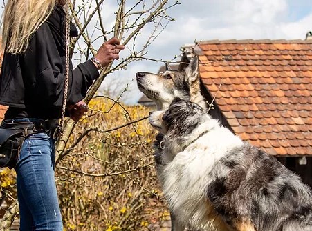 Hundeschule Lakota - Frauenfeld