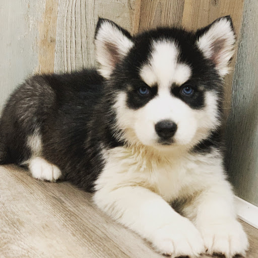 Dog Breeder «Playful Pets», reviews and photos, 115 Ridge Pike, Conshohocken, PA 19428, USA