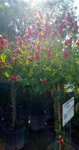 Produce Market «Nelson Family Farms», reviews and photos, 875 W Midway Rd, Fort Pierce, FL 34982, USA