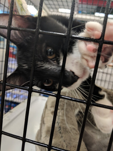 Pet Supply Store «Pet Supermarket», reviews and photos, 1080 Alafaya Trail, Oviedo, FL 32765, USA