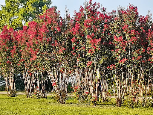 Park «White Rock Lake Park», reviews and photos, E Lawther Dr, Dallas, TX 75218, USA