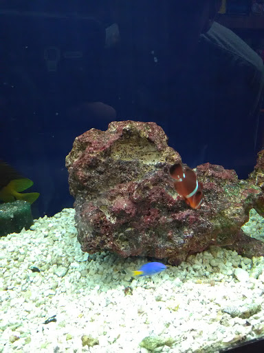 Pet Supply Store «Pet Station Jackson», reviews and photos, 1617 E Michigan Ave, Jackson, MI 49202, USA