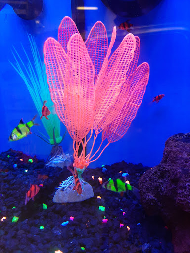 Pet Supply Store «Petco Animal Supplies», reviews and photos, 6672 Lonetree Blvd, Rocklin, CA 95765, USA