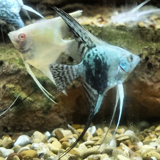 Pet Store «WorldWide Fish & Pets», reviews and photos, 61 Amity Rd, New Haven, CT 06515, USA