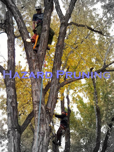 Heritage Tree Experts