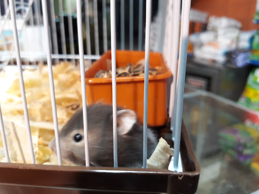 Places to buy a hamster in Montevideo