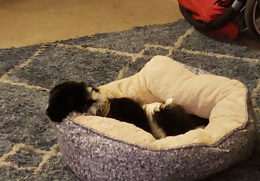 Pet Supply Store «PetSmart», reviews and photos, 1225 Industrial Rd, San Carlos, CA 94070, USA