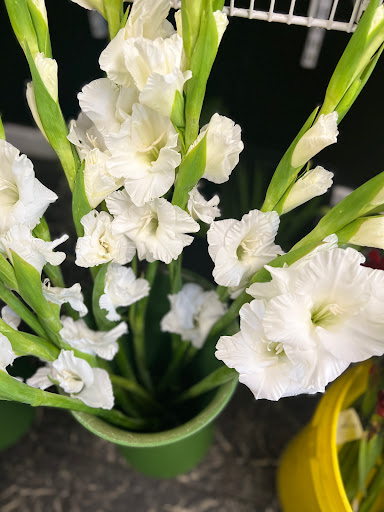 Florist «Alans AAA Florist», reviews and photos, 287 E Highland Ave, San Bernardino, CA 92404, USA