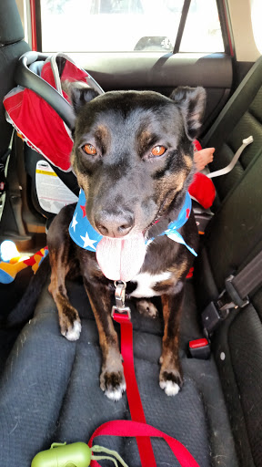 Pet Supply Store «Petco Animal Supplies», reviews and photos, 3454 Palmer Dr #7a, Cameron Park, CA 95682, USA