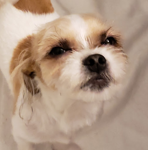 Pet Supply Store «Pet Supplies Plus», reviews and photos, 4923 Sheridan St, Hollywood, FL 33021, USA