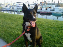 Circle of Friends Pet Sitters - Photo 5 - Car repair in Oceanside, CA, Oceanside