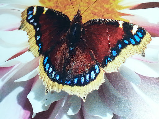 Book Store «Barnes & Noble», reviews and photos, 425 Marketplace Blvd, Hamilton Township, NJ 08691, USA