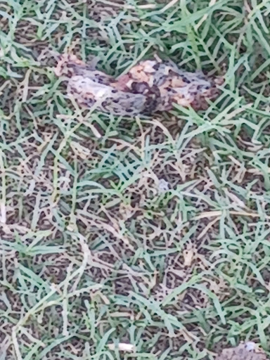 Day Care Center «Little Masters Child Care Center», reviews and photos, 2701 N State Rd 7, Lauderdale Lakes, FL 33313, USA