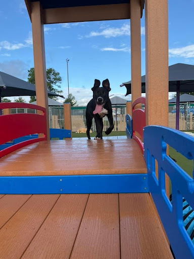 Pet Boarding Service «Creature Comforts», reviews and photos, 1600 W Cotton St, Longview, TX 75604, USA